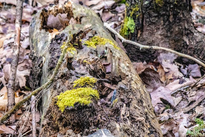 Close-up of lizard on tree trunk