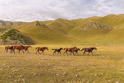 Horses in a field