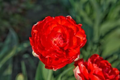 Close-up of red rose