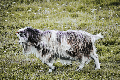 Goat standing in a field