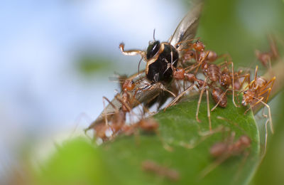 Close-up of spider on plant