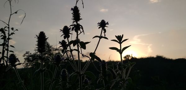 Close-up of silhouette plants on field against sky during sunset