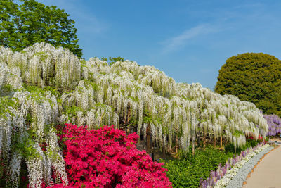 Full bloom of wisteria blossom trees and indian azaleas  rhododendron simsii flowers in springtime