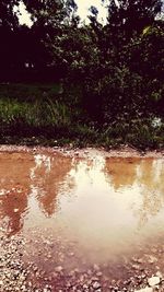 Reflection of trees in water