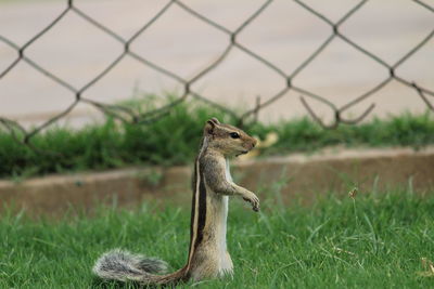 Lizard on field