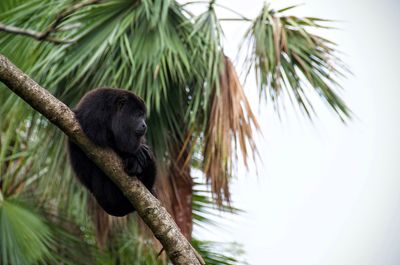 Low angle view of monkey on tree