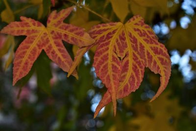 Close-up of autumnal leaves on tree during autumn