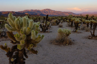 Sunset over cholla cacti in joshua tree national park