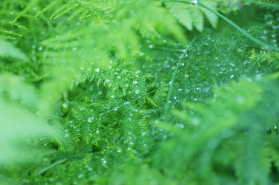 Full frame shot of raindrops on green leaves