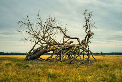 Bare tree on field against sky