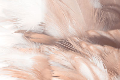 Beautiful pastel brown feather texture pattern background