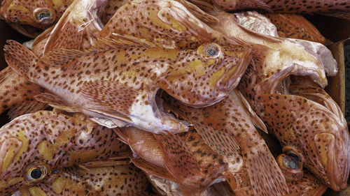 High angle view of fish in sea