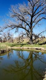 Reflection of bare trees in lake against sky