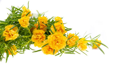 Close-up of yellow flowers against white background