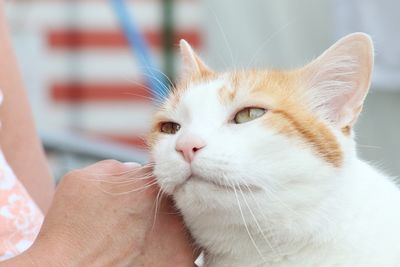 Close-up of a cat