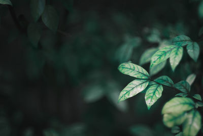 Closeup nature view of green leaf on blurred greenery background in garden