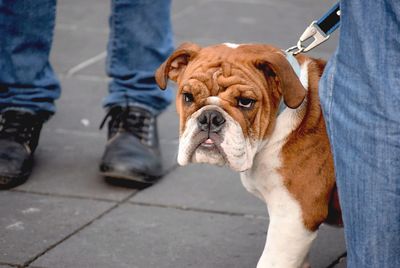 Portrait of dog