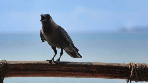 Bird perching on railing against sea