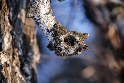 Close-up of a bird on tree trunk