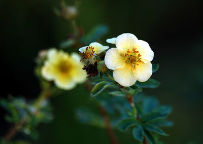 Close-up of white flowering plant