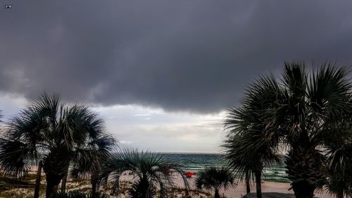 Low angle view of palm trees against sky