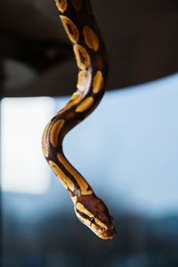 Close-up of snake