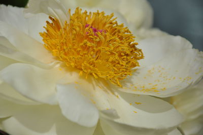 Close-up of white flowering plant