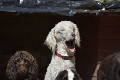 Close-up of a dog