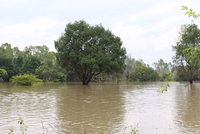 Scenic view of river by trees against sky