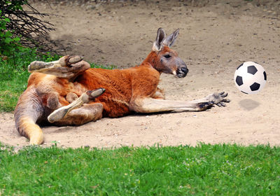 Two dogs relaxing on field