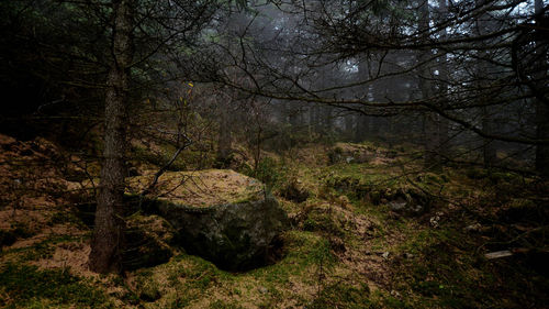 View of bare trees in the forest