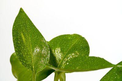 Close-up of wet plant against white background