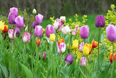 Close-up of pink crocus flowers