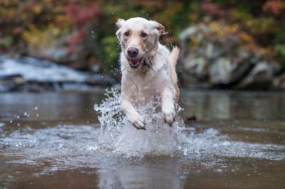 Portrait of dog running on lake