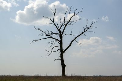 Bare tree on landscape against sky