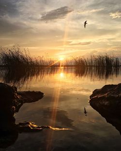 Birds flying over lake during sunset