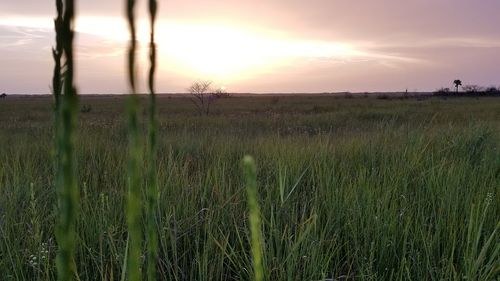 Scenic view of field against sky during sunset