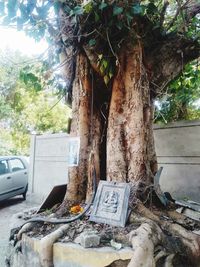 View of tree trunk against plants