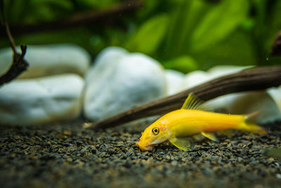 Close-up of yellow fish