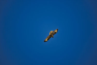 Low angle view of eagle flying in sky