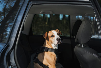 Close-up of dog in car