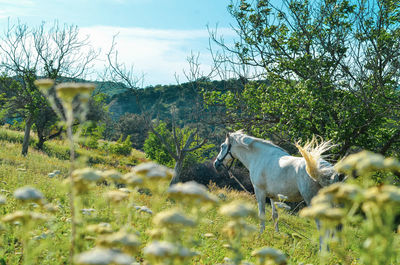 View of a horse on field