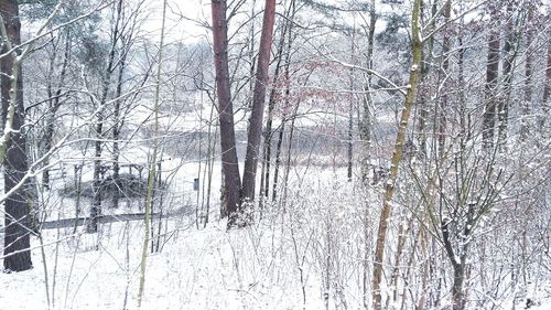 Bare trees in forest during winter