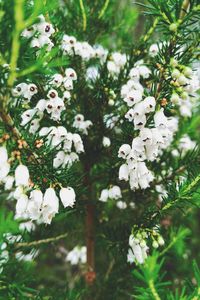 Close-up of white flowers on tree