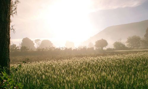 Crops growing on field against bright sun