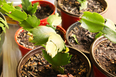 Rows of christmas cactus plants seedlings in pots.