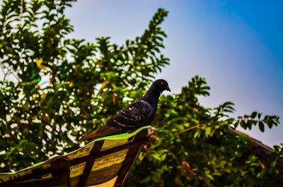 Low angle view of bird perching on plant against sky