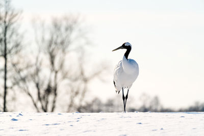 Bird perching on a snow