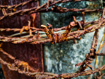 Close-up of lizard on rusty metal