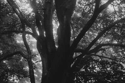 Low angle view of trees in forest